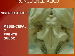 TRONCO ENCEFÁLICO
VISTA POSTERIOR
MESENCÉFAL
O
PUENTE
BULBO
 
