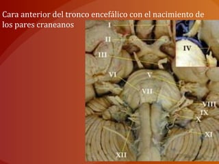 Cara anterior del tronco encefálico con el nacimiento de
los pares craneanos
 
