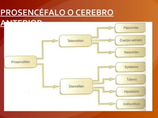 PROSENCÉFALO O CEREBRO
ANTERIOR
 