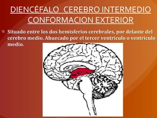DIENCÉFALO_CEREBRO INTERMEDIO
CONFORMACION EXTERIOR
 