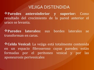 VEJIGA DISTENDIDA
Paredes anteroinferior y superior: Como
resultado del crecimiento de la pared anterior el
uraco se levanta.
Paredes laterales: sus bordes laterales se
transforman en caras.
Celda Vesical: La vejiga está totalmente contenida
en un espacio fibroseroso cuyas paredes están
formadas por el peritoneo vesical y por las
aponeurosis perivesicales
 