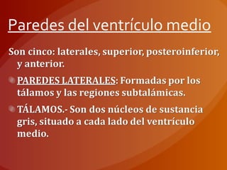 Paredes del ventrículo medio
 