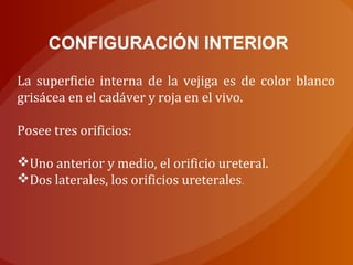 CONFIGURACIÓN INTERIOR
La superficie interna de la vejiga es de color blanco
grisácea en el cadáver y roja en el vivo.
Posee tres orificios:
Uno anterior y medio, el orificio ureteral.
Dos laterales, los orificios ureterales.
 