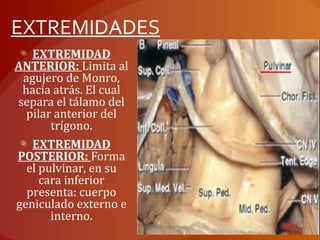 EXTREMIDADES
EXTREMIDAD
ANTERIOR: Limita al
agujero de Monro,
hacia atrás. El cual
separa el tálamo del
pilar anterior del
trígono.
EXTREMIDAD
POSTERIOR: Forma
el pulvinar, en su
cara inferior
presenta: cuerpo
geniculado externo e
interno.
 