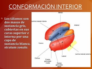 CONFORMACIÓN INTERIOR
Los tálamos sonLos tálamos son
dos masas dedos masas de
sustancia gris,sustancia gris,
cubiertas en suscubiertas en sus
caras superior ecaras superior e
interna por unainterna por una
capa decapa de
sustancia blanca,sustancia blanca,
stratum zonale.stratum zonale.
 