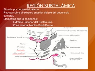 REGIÓN SUBTALÁMICA
Situada por debajo del tálamo.
Reposa sobre el extremo superior del pie del pedúnculo
cerebral.
Elementos que la compones:
Extremo Superior del Núcleo rojo.
Zona Incerta, Núcleo Subtalámico.
Haces de fibras, fascículo blanco
 