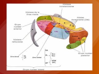 Grupos nucleares talámicos
 