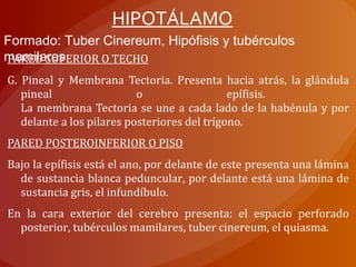 PARED SUPERIOR O TECHO
G. Pineal y Membrana Tectoria. Presenta hacia atrás, la glándula
pineal o epífisis.
La membrana Tectoria se une a cada lado de la habénula y por
delante a los pilares posteriores del trígono.
PARED POSTEROINFERIOR O PISO
Bajo la epífisis está el ano, por delante de este presenta una lámina
de sustancia blanca peduncular, por delante está una lámina de
sustancia gris, el infundíbulo.
En la cara exterior del cerebro presenta: el espacio perforado
posterior, tubérculos mamilares, tuber cinereum, el quiasma.
HIPOTÁLAMO
Formado: Tuber Cinereum, Hipófisis y tubérculos
mamilares
 