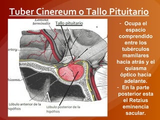 Tuber Cinereum o Tallo Pituitario
- Ocupa el
espacio
comprendido
entre los
tubérculos
mamilares
hacia atrás y el
quiasma
óptico hacia
adelante.
- En la parte
posterior esta
el Retzius
eminencia
sacular.
 