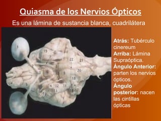 Quiasma de los Nervios Ópticos
Es una lámina de sustancia blanca, cuadrilátera
Atrás: Tubérculo
cinereum
Arriba: Lámina
Supraóptica.
Ángulo Anterior:
parten los nervios
ópticos.
Ángulo
posterior: nacen
las cintillas
ópticas
 