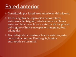 Constituida por los pilares anteriores del trígono.
En los ángulos de separación de los pilares
anteriores del trígono, está la comisura blanca
anterior. Esta cruza la cara anterior de los pilares
del trígono y limita un espacio triangular, fosa
triangular.
Por debajo de la comisura blanca anterior, esta
constituida por una lámina gris, lámina
supraóptica o terminal.
Pared anterior
 