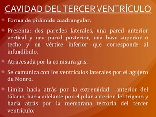 CAVIDAD DELTERCERVENTRÍCULO
Forma de pirámide cuadrangular.
Presenta: dos paredes laterales, una pared anterior
vertical y una pared posterior, una base superior o
techo y un vértice inferior que corresponde al
infundíbulo.
Atravesada por la comisura gris.
Se comunica con los ventrículos laterales por el agujero
de Monro.
Limita hacia atrás por la extremidad anterior del
tálamo, hacia adelante por el pilar anterior del trígono y
hacia atrás por la membrana tectoria del tercer
ventrículo.
 