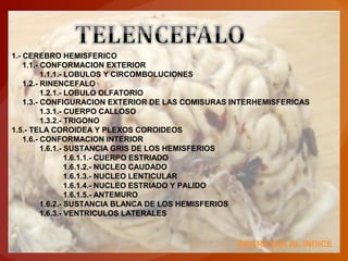 REGRESAR AL INDICE
1.- CEREBRO HEMISFERICO
1.1.- CONFORMACION EXTERIOR
1.1.1.- LOBULOS Y CIRCOMBOLUCIONES
1.2.- RINENCEFALO
1.2.1.- LOBULO OLFATORIO
1.3.- CONFIGURACION EXTERIOR DE LAS COMISURAS INTERHEMISFERICAS
1.3.1.- CUERPO CALLOSO
1.3.2.- TRIGONO
1.5.- TELA COROIDEA Y PLEXOS COROIDEOS
1.6.- CONFORMACION INTERIOR
1.6.1.- SUSTANCIA GRIS DE LOS HEMISFERIOS
1.6.1.1.- CUERPO ESTRIADO
1.6.1.2.- NUCLEO CAUDADO
1.6.1.3.- NUCLEO LENTICULAR
1.6.1.4.- NUCLEO ESTRIADO Y PALIDO
1.6.1.5.- ANTEMURO
1.6.2.- SUSTANCIA BLANCA DE LOS HEMISFERIOS
1.6.3.- VENTRICULOS LATERALES
 