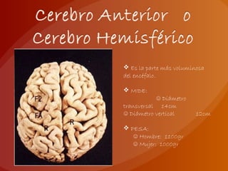  Es la parte más voluminosa
del encéfalo.
 MIDE:
Diámetro☺
transversal 14cm
Diámetro vertical 12cm☺
 PESA:
Hombre: 1100gr☺
Mujer: 1000gr☺
 