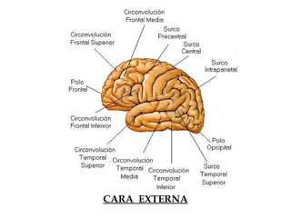 CARA EXTERNA
 