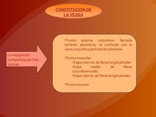 CONSTITUCION DE
LA VEJIGA
•Túnica externa conjuntiva: llamada
tambien adventicia, se confunde con la
vaina conjuntiva perivesical subserosa
•Túnica muscular:
•Capa externa: de fibras longitudinales
•Capa media: de fibras
circunferenciales
•Capa interna: de fibras longitudinales
•Túnica mucosa
La vejiga esta
compuesta por tres
túnicas
 