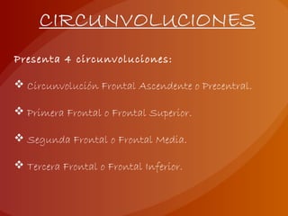 Presenta 4 circunvoluciones:
 Circunvolución Frontal Ascendente o Precentral.
 Primera Frontal o Frontal Superior.
 Segunda Frontal o Frontal Media.
 Tercera Frontal o Frontal Inferior.
 
