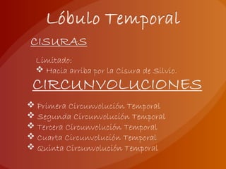 Limitado:
 Hacia arriba por la Cisura de Silvio.
 Primera Circunvolución Temporal
 Segunda Circunvolución Temporal
 Tercera Circunvolución Temporal
 Cuarta Circunvolución Temporal
 Quinta Circunvolución Temporal
 