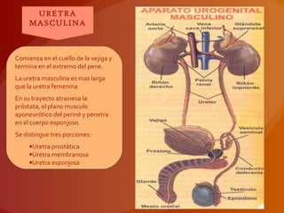 URETRA
MASCULINA
URETRA
MASCULINA
Comienza en el cuello de la vejiga y
termina en el extremo del pene.
La uretra masculina es mas larga
que la uretra femenina
En su trayecto atraviesa la
próstata, el plano musculo
aponeurótico del periné y penetra
en el cuerpo esponjoso.
Se distingue tres porciones:
•Uretra prostática
•Uretra membranosa
•Uretra esponjosa
Comienza en el cuello de la vejiga y
termina en el extremo del pene.
La uretra masculina es mas larga
que la uretra femenina
En su trayecto atraviesa la
próstata, el plano musculo
aponeurótico del periné y penetra
en el cuerpo esponjoso.
Se distingue tres porciones:
•Uretra prostática
•Uretra membranosa
•Uretra esponjosa
 