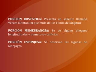 PORCION ROSTATICA: Presenta un saliente llamado
Verum Montanum que mide de 10-15mm de longitud.
PORCIÓN MEMEBRANOSA: Se ve alguno pliegues
longitudinales y numerosos orificios.
PORCIÓN ESPONJOSA: Se observan las lagunas de
Morgagni.
 