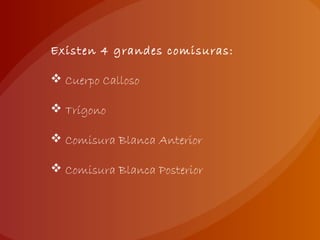 Existen 4 grandes comisuras:
 Cuerpo Calloso
 Trígono
 Comisura Blanca Anterior
 Comisura Blanca Posterior
 