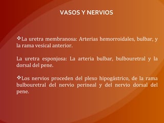 VASOS Y NERVIOS
La uretra membranosa: Arterias hemorroidales, bulbar, y
la rama vesical anterior.
La uretra esponjosa: La arteria bulbar, bulbouretral y la
dorsal del pene.
Los nervios proceden del plexo hipogástrico, de la rama
bulbouretral del nervio perineal y del nervio dorsal del
pene.
 