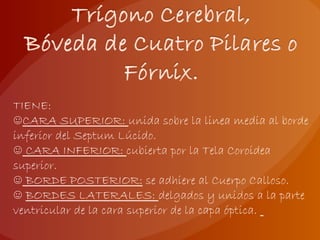 TIENE:
☺CARA SUPERIOR: unida sobre la linea media al borde
inferior del Septum Lúcido.
☺ CARA INFERIOR: cubierta por la Tela Coroidea
superior.
☺ BORDE POSTERIOR: se adhiere al Cuerpo Calloso.
☺ BORDES LATERALES: delgados y unidos a la parte
ventricular de la cara superior de la capa óptica.
 