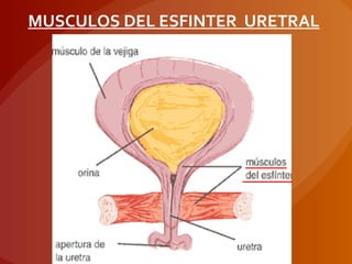 MUSCULOS DEL ESFINTER URETRAL
 