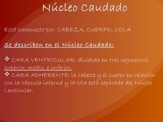Está compuesto por: CABEZA, CUERPO, COLA
Se describen en el Núcleo Caudado:
 CARA VENTRICULAR: dividida en tres segmentos
superior, medio, e inferior.
 CARA ADHERENTE: la cabeza y el cuerpo en relación
con la cápsula interna y la cola está separada del Núcleo
Lenticular.
 