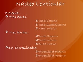 Presenta:
 Tres Caras:
☺ Cara Externa
☺ Cara Superointerna
☺ Cara Inferior
 Tres Bordes:
☺Borde Superior
☺Borde Inferior
☺Borde Interno
Dos Extremidades:
☺Extremidad Posterior
☺Extremidad Anterior
 