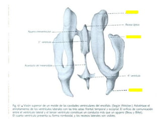 Primer hemisemestre diapositivas