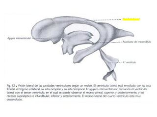 Primer hemisemestre diapositivas