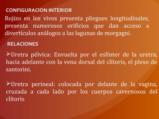 CONFIGURACION INTERIOR
Rojizo en los vivos presenta pliegues longitudinales,
presenta numerosos orificios que dan acceso a
divertículos análogos a las lagunas de morgagni.
RELACIONES
Uretra pélvica: Envuelta por el esfínter de la uretra,
hacia adelante con la vena dorsal del clítoris, el plexo de
santorini.
Uretra perineal: colocada por delante de la vagina,
cruzada a cada lado por los cuerpos cavernosos del
clítoris.
 