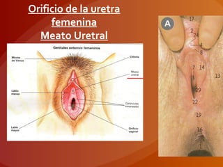 Orificio de la uretra
femenina
Meato Uretral
 