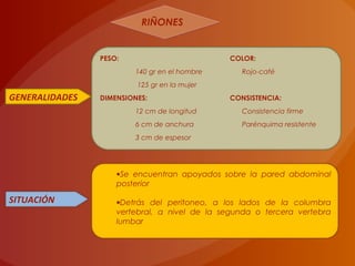 RIÑONESRIÑONES
GENERALIDADES
PESO: COLOR:
140 gr en el hombre Rojo-café
125 gr en la mujer
DIMENSIONES: CONSISTENCIA:
12 cm de longitud Consistencia firme
6 cm de anchura Parénquima resistente
3 cm de espesor
SITUACIÓN
•Se encuentran apoyados sobre la pared abdominal
posterior
•Detrás del peritoneo, a los lados de la columbra
vertebral, a nivel de la segunda o tercera vertebra
lumbar
 