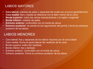LABIOS MAYORES
• Cara lateral: cubierta de pelos y separada del muslo por el surco genitofemoral
• Cara medial: lisa y rosada se relaciona con el labio menor de la vulva
• Borde superior: cubre las ramas isquiopubianas y la región urogenital
• Borde inferior: cubierto de pelos
• Extremo anterior: confundido con el monte de venus
• Extremo posterior: se pierde en los tegumentos del periné y forma la comisura
posterior de los labios.
LABIOS MENORES
• Cara lateral: lisa y separada de los labios mayores por el surco labial
• Cara medial: forma la pared lateral del vestíbulo de la vulva
• Borde superior: bulbo del vestíbulo
• Borde inferior: liso y dentado
• Extremo anterior: confundido con el monte de venus
• Extremo posterior: forma la comisura posterior de los labios
 