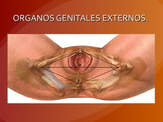 ORGANOS GENITALES EXTERNOS.ORGANOS GENITALES EXTERNOS.
 