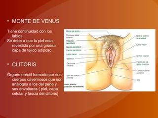 • MONTE DE VENUS
Tiene continuidad con los
labios .
Se debe a que la piel esta
revestida por una gruesa
capa de tejido adiposo.
• CLITORIS
Órgano eréctil formado por sus
cuerpos cavernosos que son
análogos a los del pene y
sus envolturas ( piel, capa
celular y fascia del clítoris)
 