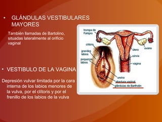 También llamadas de Bartolino,
situadas lateralmente al orificio
vaginal
• VESTIBULO DE LA VAGINA
Depresión vulvar limitada por la cara
interna de los labios menores de
la vulva, por el clítoris y por el
frenillo de los labios de la vulva
 