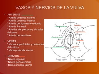 • ARTERIAS
* Arteria pudenda externa
* Arteria pudenda interna
* Arteria del ligamento redondo
* Arteria Perineal
* Arterias del prepucio y dorsales
del pene
* Arteria del vestíbulo
• VENAS
* Venas superficiales y profundas
del clítoris
* Vena pudenda interna
• NERVIOS
* Nervio inguinal
* Nervio genitofemoral
* Ramo perineal lateral
 