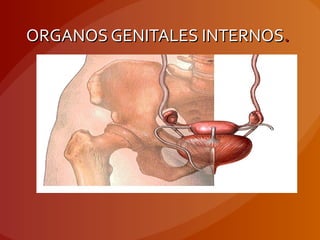 ORGANOS GENITALES INTERNOSORGANOS GENITALES INTERNOS..
 