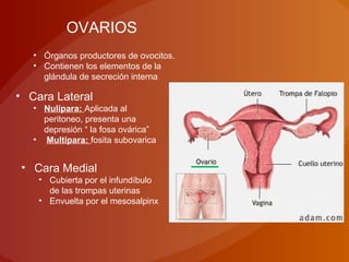 OVARIOS
• Órganos productores de ovocitos.
• Contienen los elementos de la
glándula de secreción interna
• Cara Lateral
• Nulípara: Aplicada al
peritoneo, presenta una
depresión “ la fosa ovárica”
• Multípara: fosita subovarica
• Cara Medial
• Cubierta por el infundíbulo
de las trompas uterinas
• Envuelta por el mesosalpinx
 