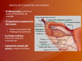 MEDIOS DE FIJACION DE LOS OVARIOS
• El Mesoovario: permite al
ovario el movimiento de
charnela
• El ligamento suspensorio
del ovario
• Fibras musculares lisas
• Repliegue de peritoneo
• La franja ovárica:
Fascículo conjuntivo
muscular liso
• Ligamento propio del
ovario: conjunto de fibras
 