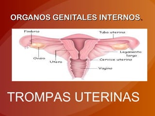 ORGANOS GENITALES INTERNOSORGANOS GENITALES INTERNOS..
TROMPAS UTERINAS
 