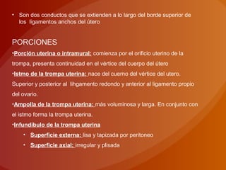 • Son dos conductos que se extienden a lo largo del borde superior de
los ligamentos anchos del útero
PORCIONES
•Porción uterina o intramural: comienza por el orificio uterino de la
trompa, presenta continuidad en el vértice del cuerpo del útero
•Istmo de la trompa uterina: nace del cuerno del vértice del utero.
Superior y posterior al lihgamento redondo y anterior al ligamento propio
del ovario.
•Ampolla de la trompa uterina: más voluminosa y larga. En conjunto con
el istmo forma la trompa uterina.
•Infundibulo de la trompa uterina
• Superficie externa: lisa y tapizada por peritoneo
• Superficie axial; irregular y plisada
 