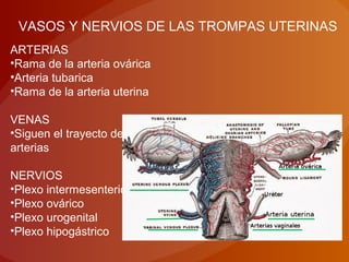 VASOS Y NERVIOS DE LAS TROMPAS UTERINAS
ARTERIAS
•Rama de la arteria ovárica
•Arteria tubarica
•Rama de la arteria uterina
VENAS
•Siguen el trayecto de las
arterias
NERVIOS
•Plexo intermesenterico
•Plexo ovárico
•Plexo urogenital
•Plexo hipogástrico
 