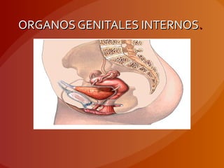 ORGANOS GENITALES INTERNOSORGANOS GENITALES INTERNOS..
 