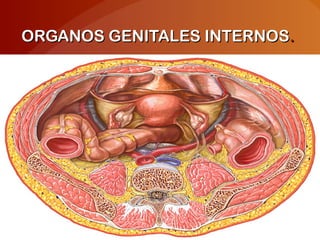 ORGANOS GENITALES INTERNOSORGANOS GENITALES INTERNOS..
 