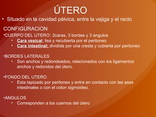 ÚTERO
• Situado en la cavidad pélvica, entre la vejiga y el recto
CONFIGURACION
•CUERPO DEL UTERO: 2caras, 3 bordes y 3 angulos
• Cara vesical: lisa y recubierta por el peritoneo
• Cara intestinal: dividida por una cresta y cubierta por peritoneo
•BORDES LATERALES
• Son anchos y redondeados, relacionados con los ligamentos
anchos y redondos del útero.
•FONDO DEL UTERO
• Esta tapizado por peritoneo y entra en contacto con las asas
intestinales o con el colon sigmoideo.
•ANGULOS
• Corresponden a los cuernos del útero
 