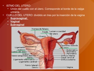 • ISTMO DEL UTERO:
• Unión del cuello con el útero. Corresponde al borde de la vejiga
urinaria.
• CUELLO DEL UTERO: dividido en tres por la inserción de la vagina
• Supravaginal:
• Vaginal
• Subvaginal
 